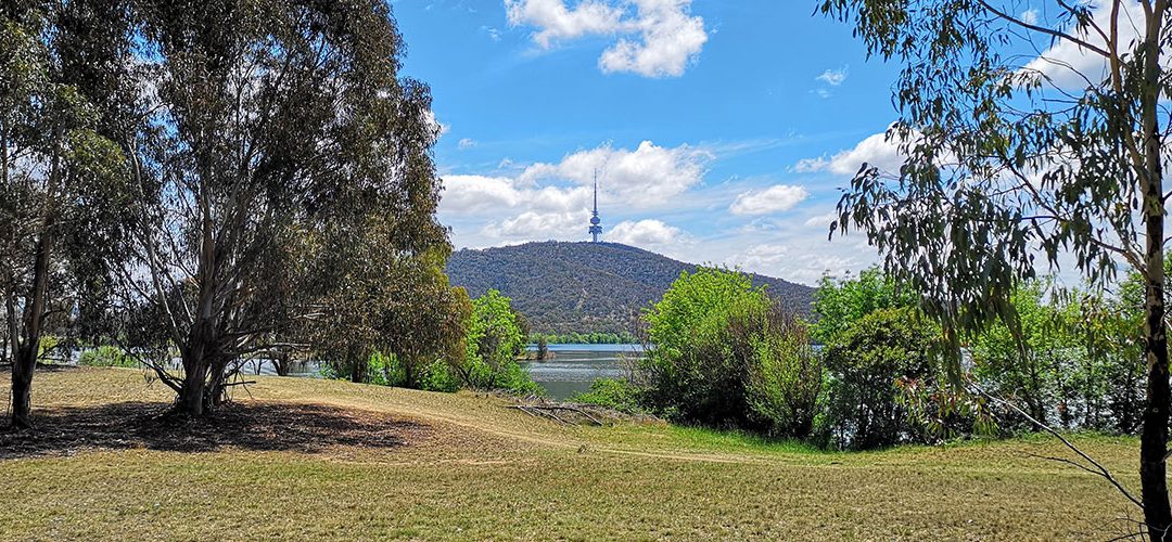 Black Mountain behind trees - Josie Brown Web Design